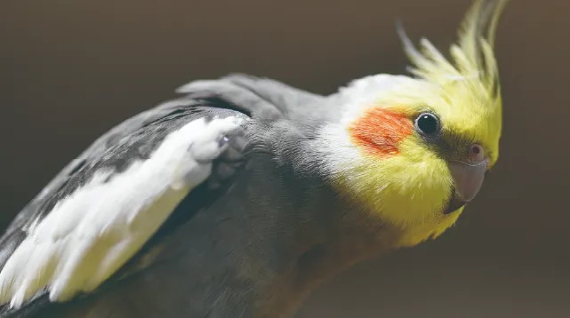 インコの画像