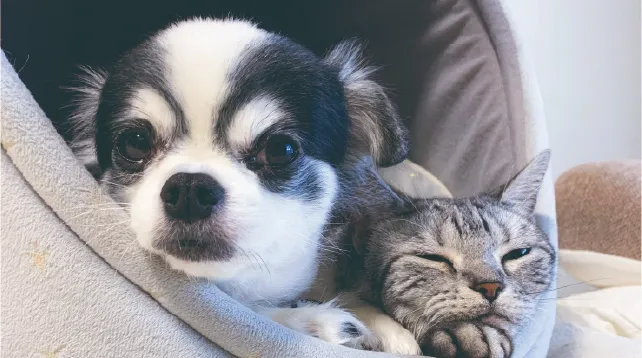 猫と犬の画像