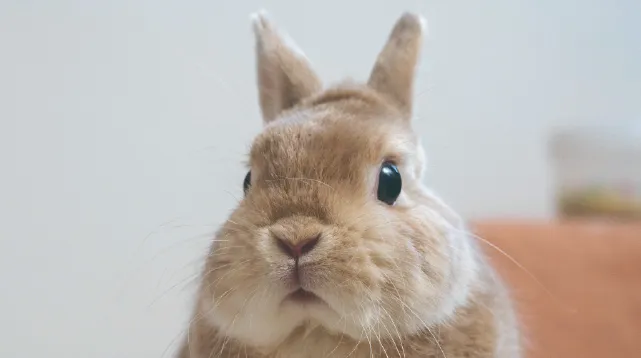 うさぎの画像
