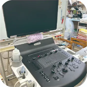 女性が猫を抱いている写真