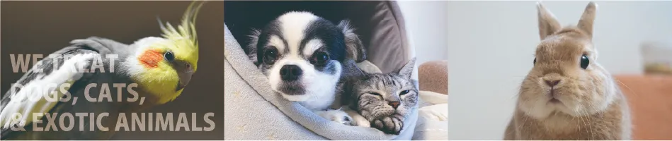インコ、犬と猫、うさぎのヘッダー画像
