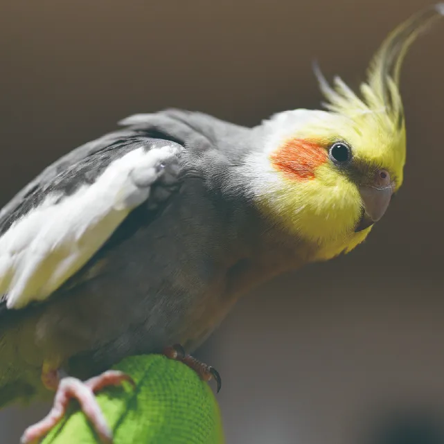 インコの写真