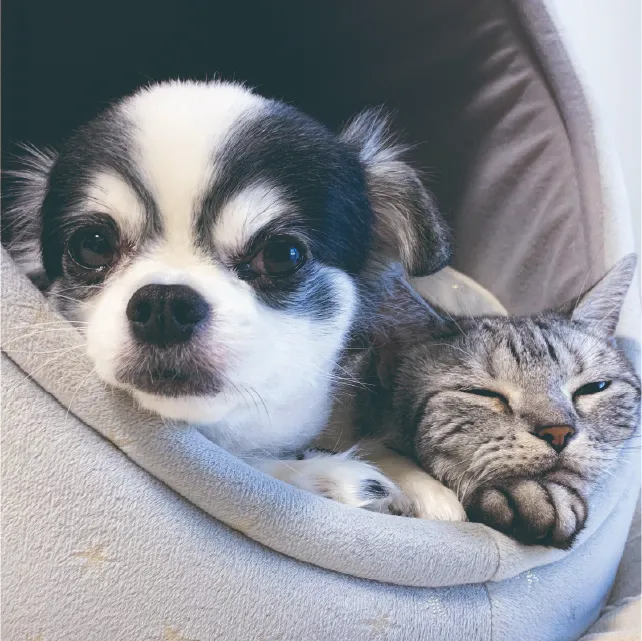 猫と犬の写真
