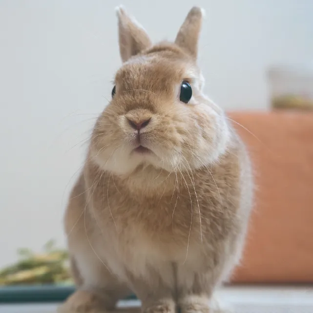 うさぎの写真